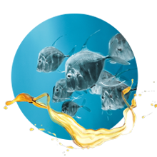 huile de foie de poisson