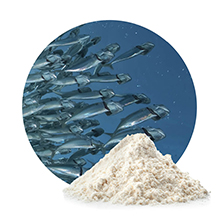 Poudres d’huiles marines